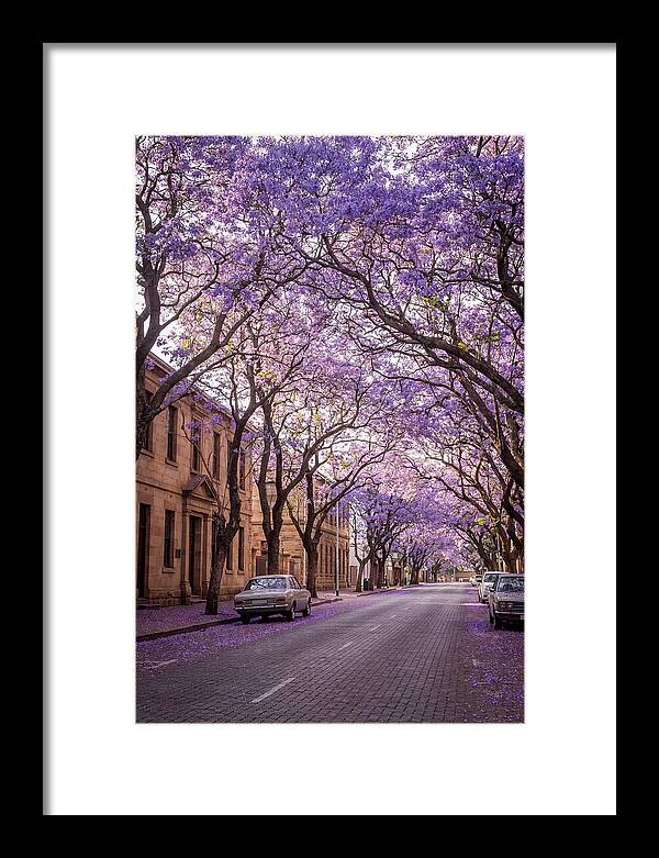 Jacaranda Trees In Full Bloom