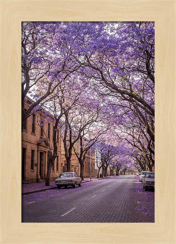 Jacaranda Trees In Full Bloom