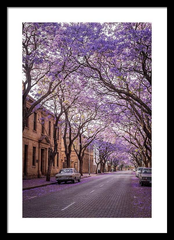 Jacaranda Trees In Full Bloom
