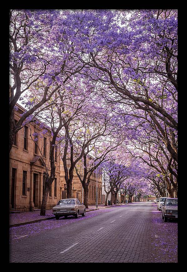 Jacaranda Trees In Full Bloom