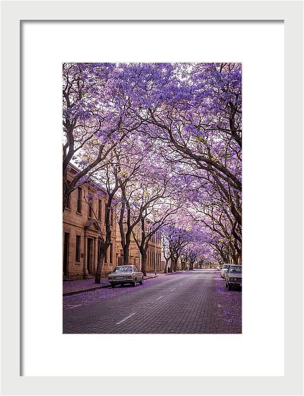 Jacaranda Trees In Full Bloom