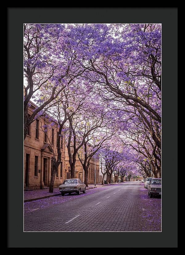 Jacaranda Trees In Full Bloom