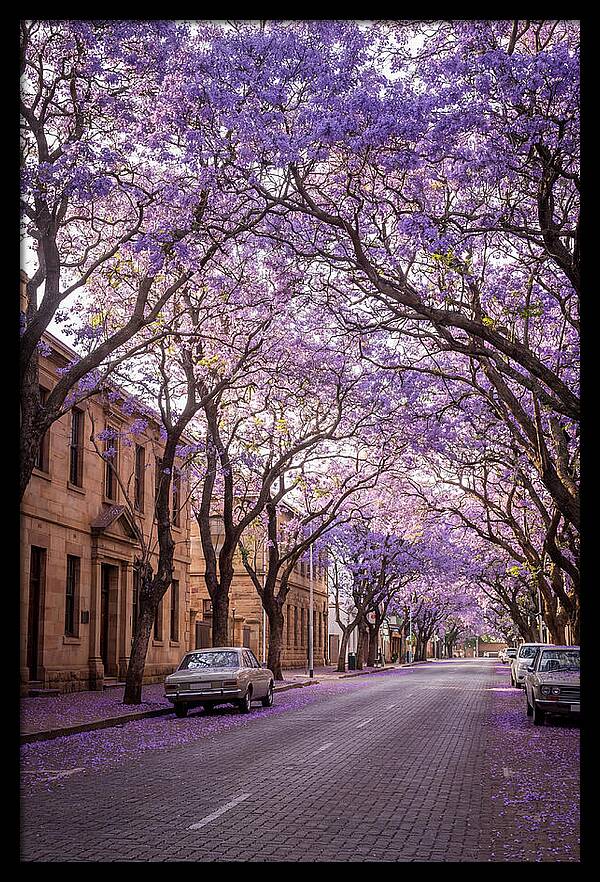 Jacaranda Trees In Full Bloom
