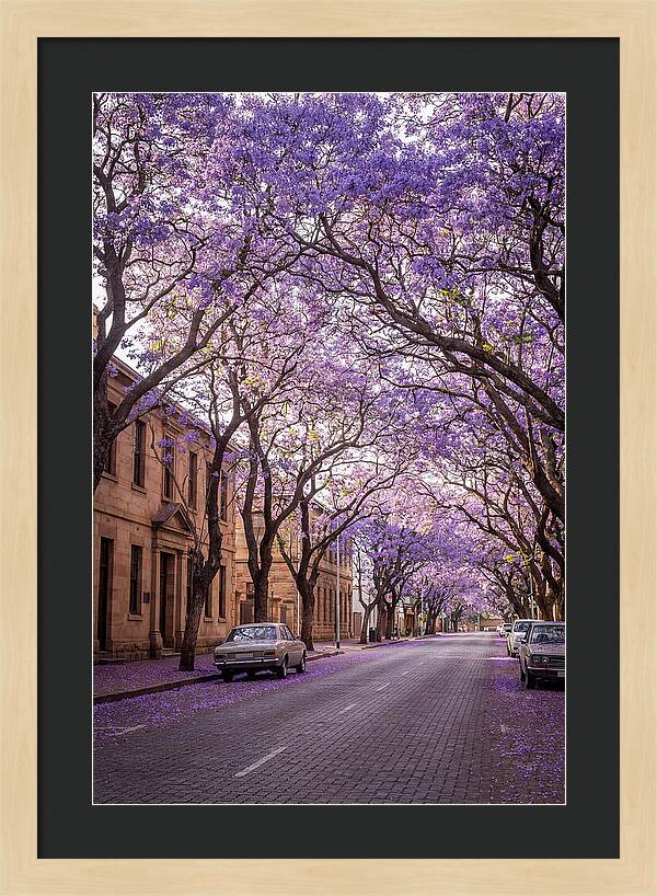 Jacaranda Trees In Full Bloom