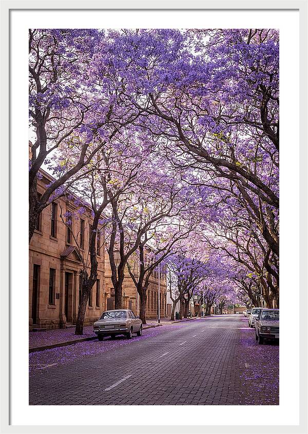 Jacaranda Trees In Full Bloom