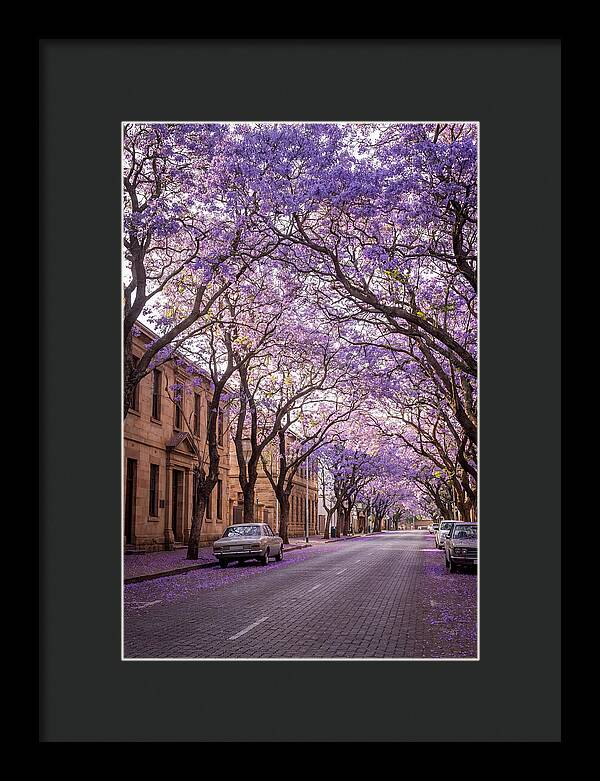 Jacaranda Trees In Full Bloom