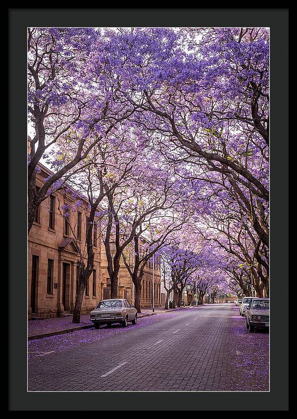 Jacaranda Trees In Full Bloom
