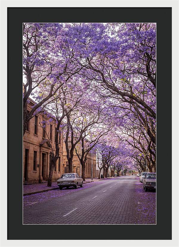 Jacaranda Trees In Full Bloom