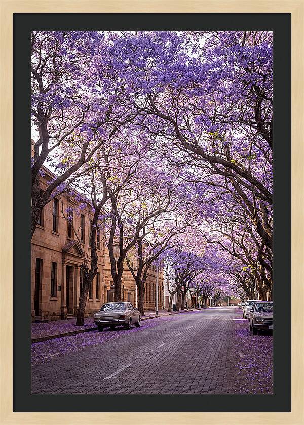 Jacaranda Trees In Full Bloom