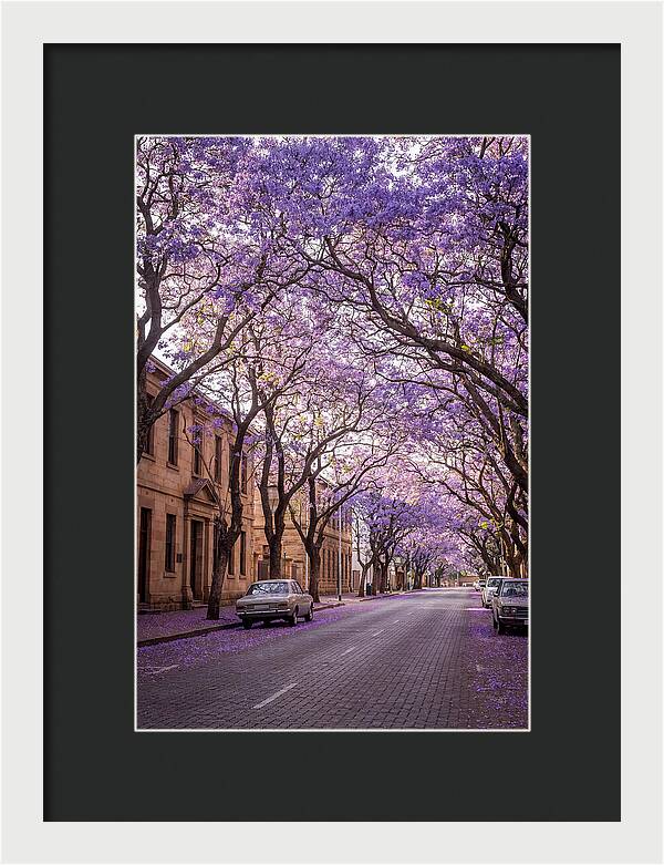 Jacaranda Trees In Full Bloom