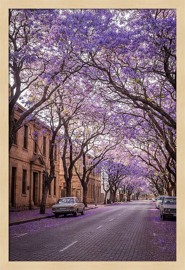 Jacaranda Trees In Full Bloom