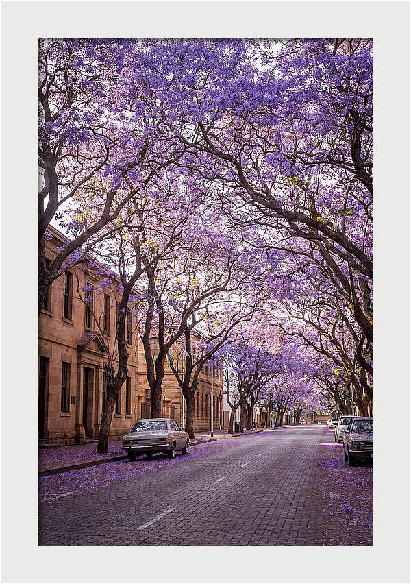 Jacaranda Trees In Full Bloom