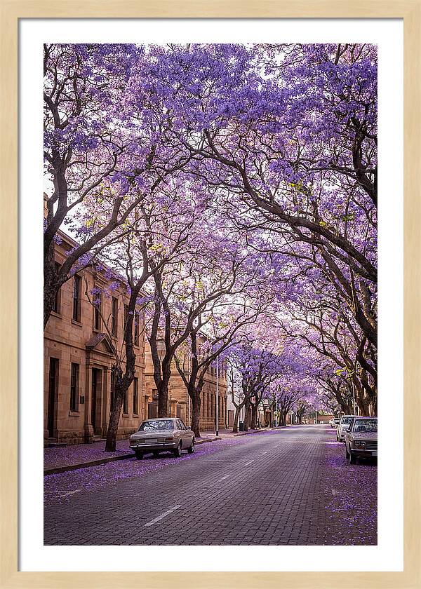 Jacaranda Trees In Full Bloom