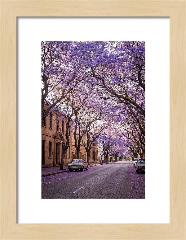 Jacaranda Trees In Full Bloom