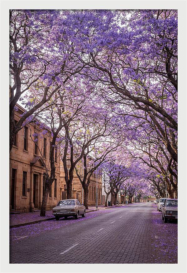 Jacaranda Trees In Full Bloom