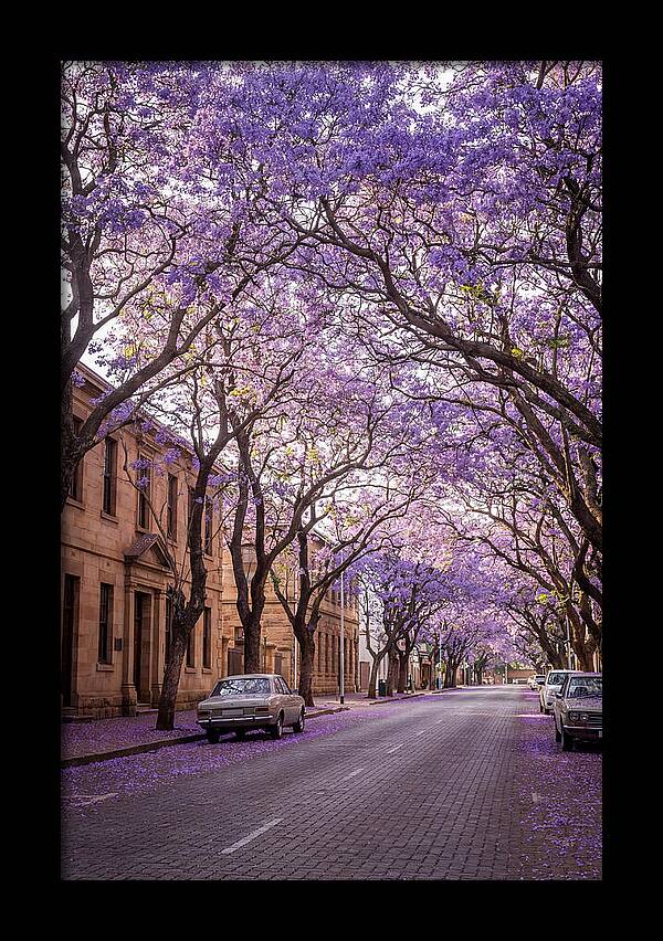 Jacaranda Trees In Full Bloom