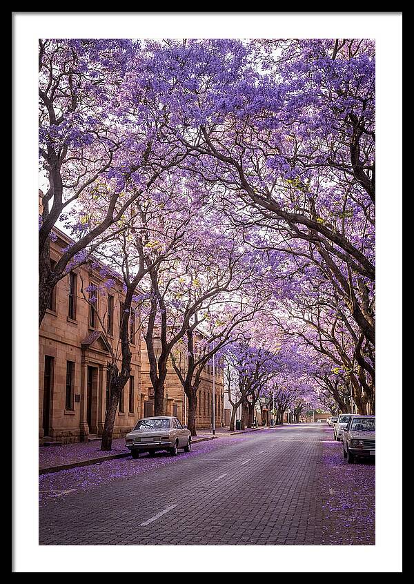 Jacaranda Trees In Full Bloom