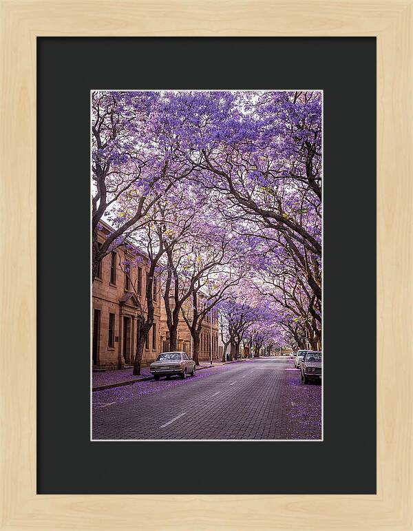 Jacaranda Trees In Full Bloom