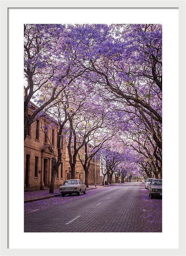 Jacaranda Trees In Full Bloom