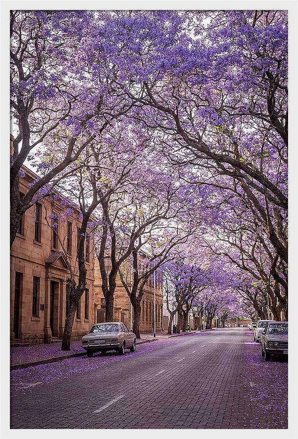 Jacaranda Trees In Full Bloom
