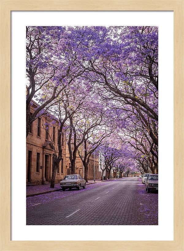 Jacaranda Trees In Full Bloom