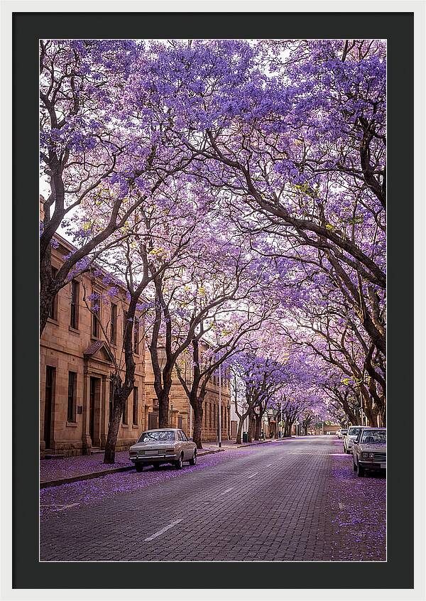 Jacaranda Trees In Full Bloom