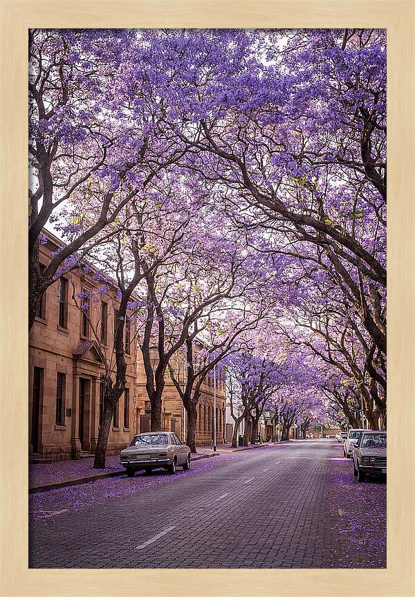 Jacaranda Trees In Full Bloom