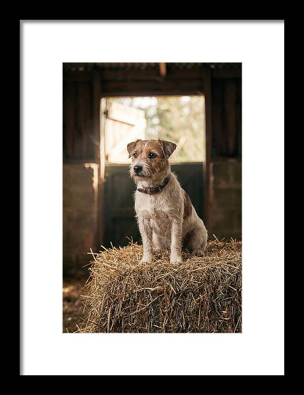 Jack Russell Terrier On Hay Bale