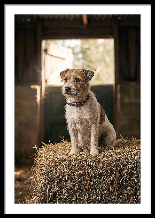 Jack Russell Terrier On Hay Bale