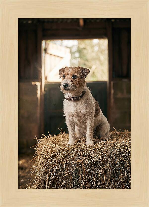 Jack Russell Terrier On Hay Bale