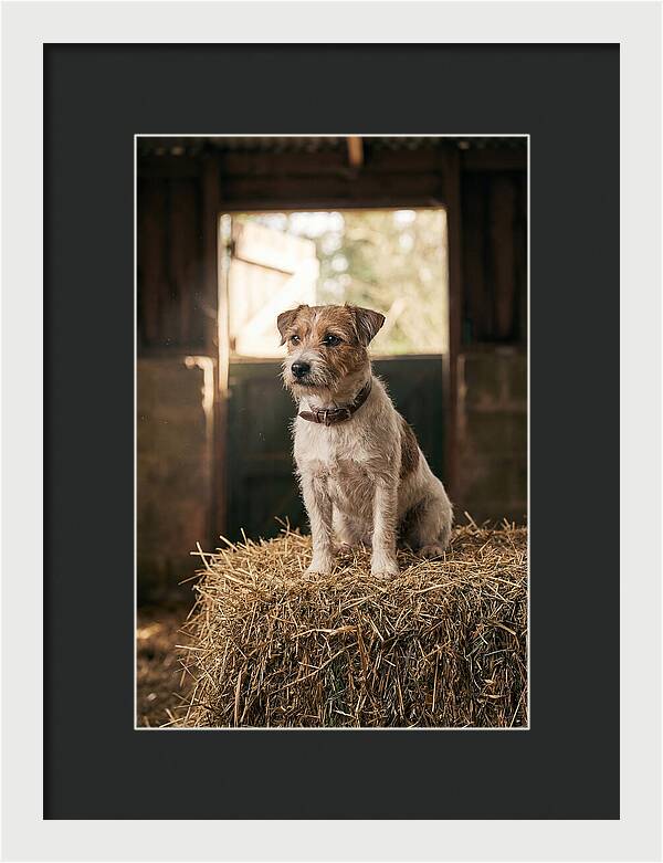 Jack Russell Terrier On Hay Bale