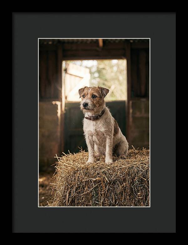 Jack Russell Terrier On Hay Bale