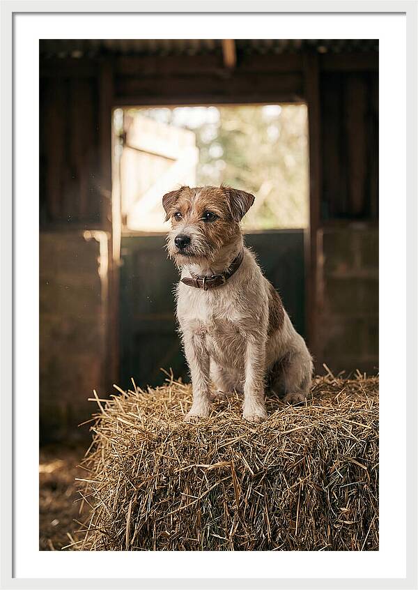 Jack Russell Terrier On Hay Bale
