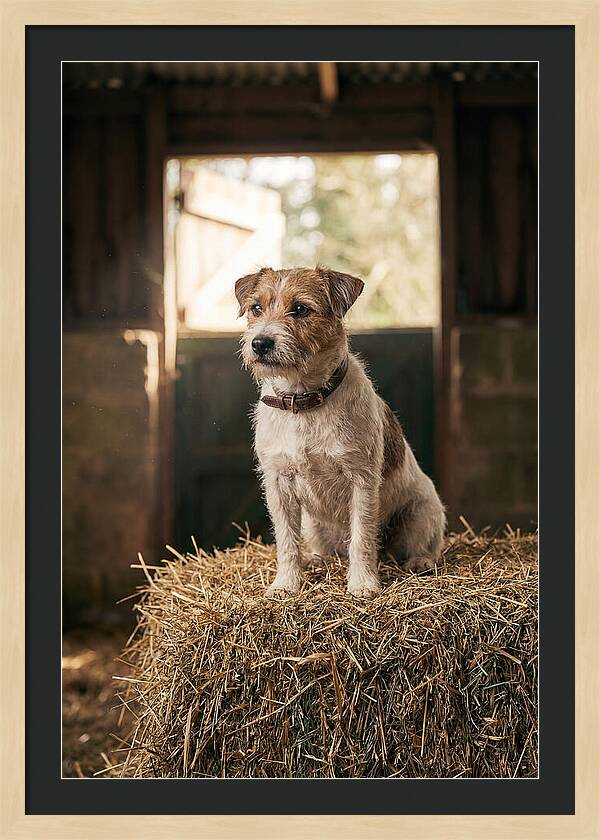 Jack Russell Terrier On Hay Bale