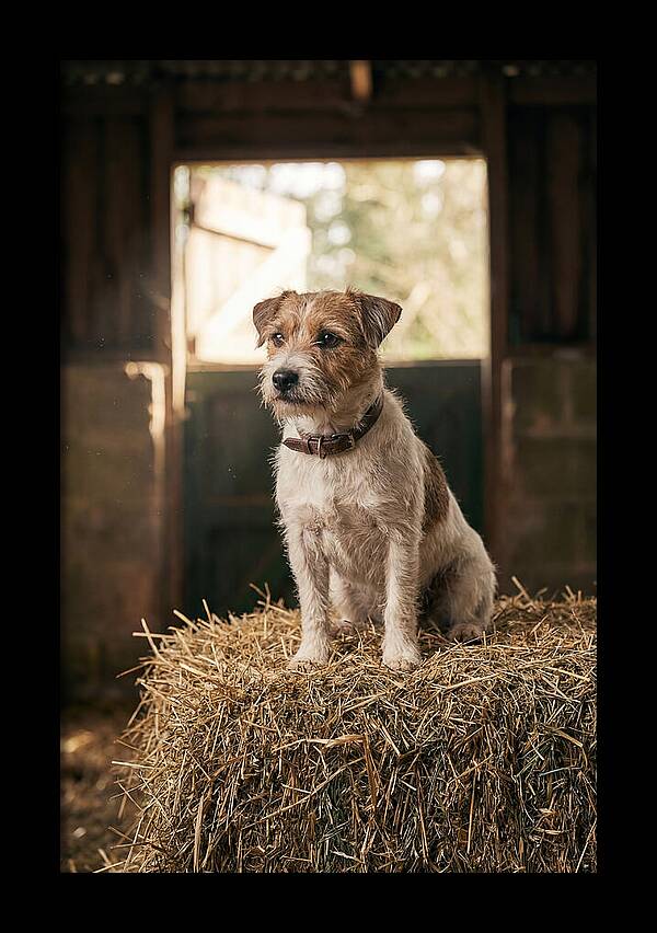 Jack Russell Terrier On Hay Bale