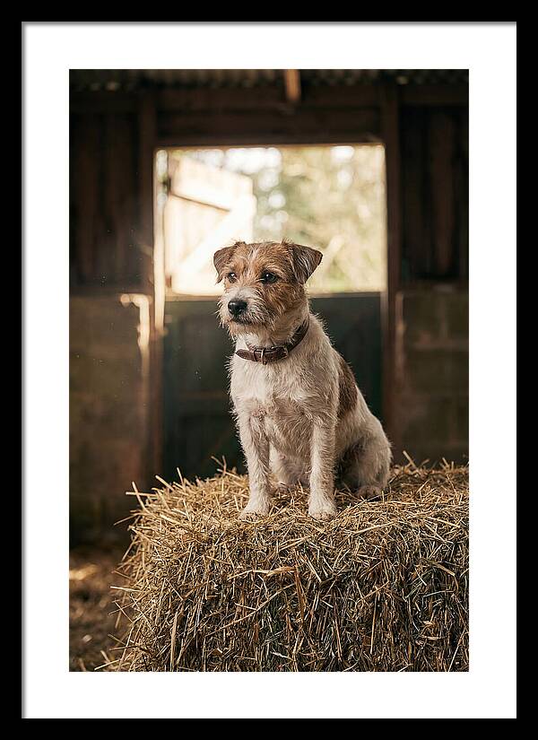 Jack Russell Terrier On Hay Bale