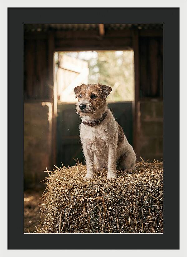 Jack Russell Terrier On Hay Bale