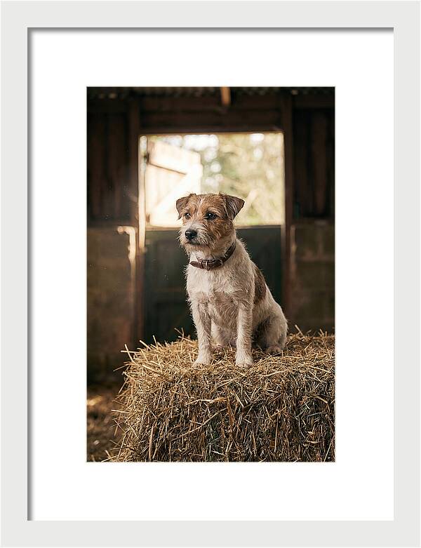 Jack Russell Terrier On Hay Bale