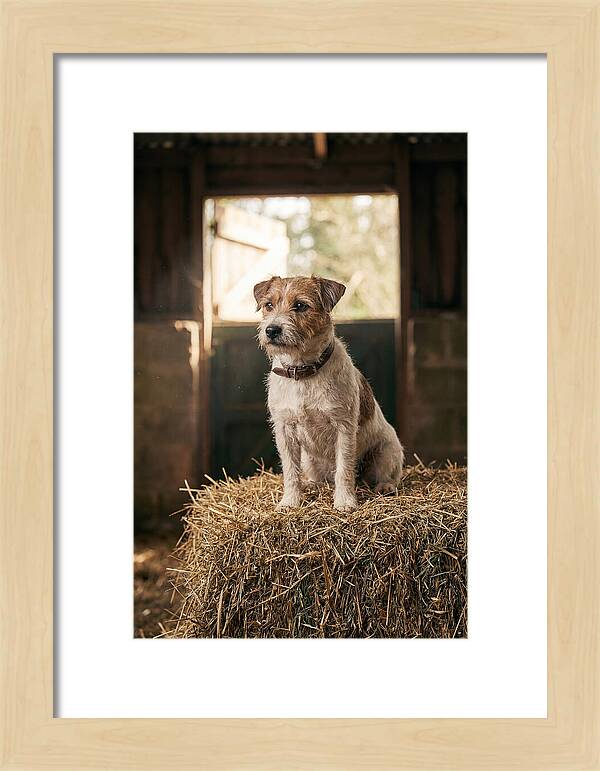 Jack Russell Terrier On Hay Bale