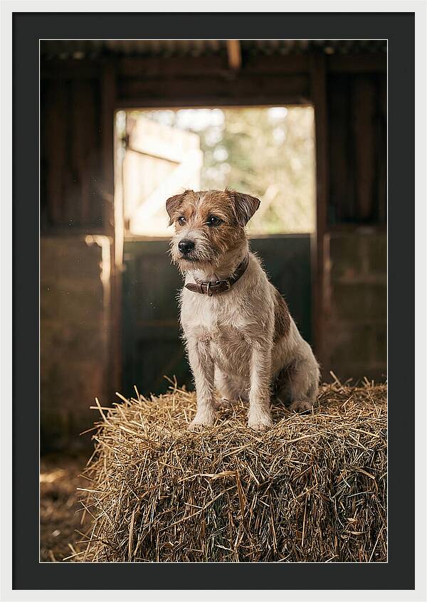 Jack Russell Terrier On Hay Bale