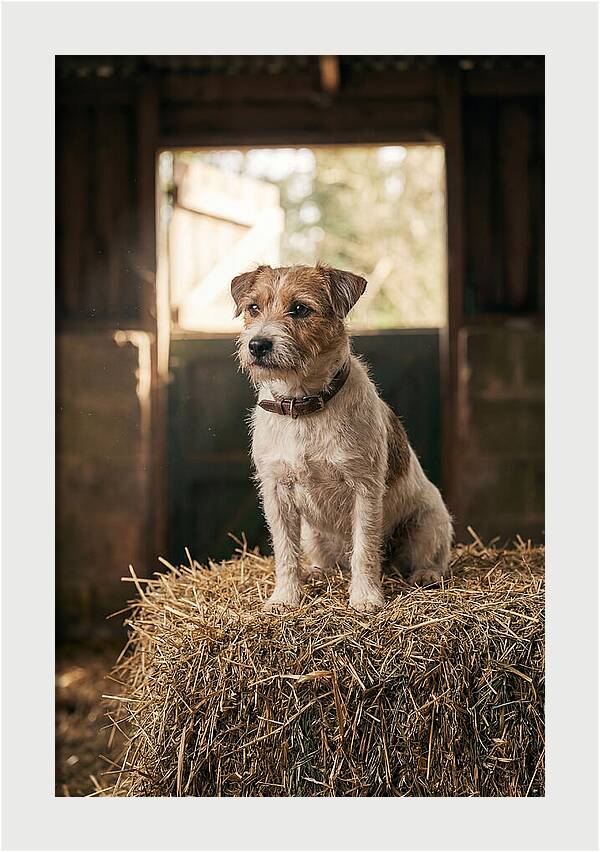 Jack Russell Terrier On Hay Bale