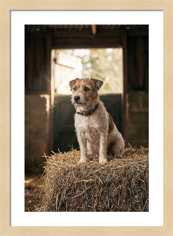 Jack Russell Terrier On Hay Bale