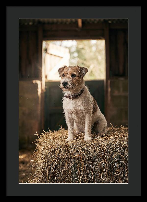 Jack Russell Terrier On Hay Bale