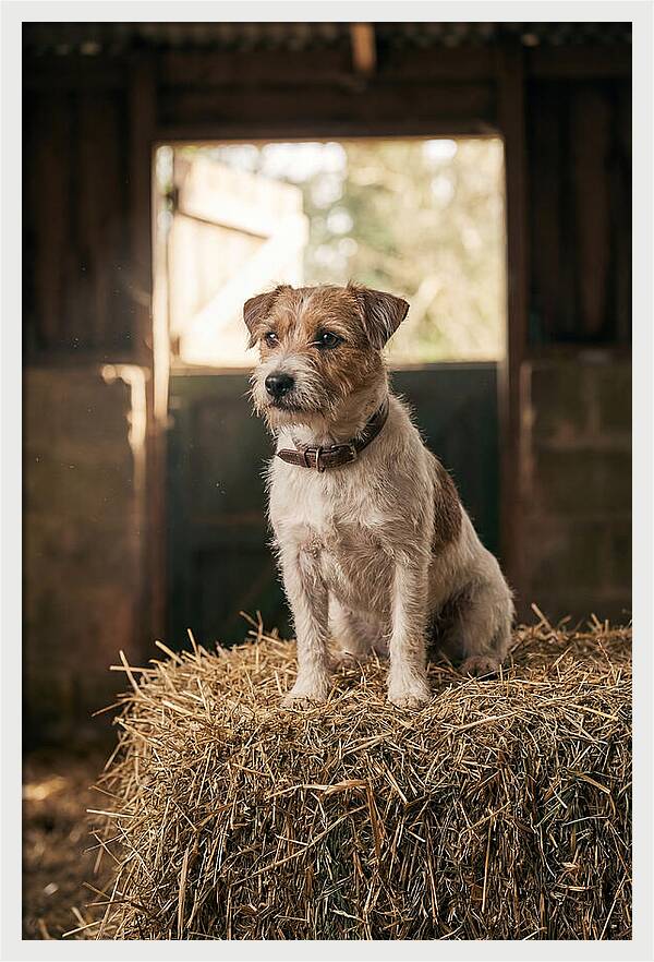 Jack Russell Terrier On Hay Bale