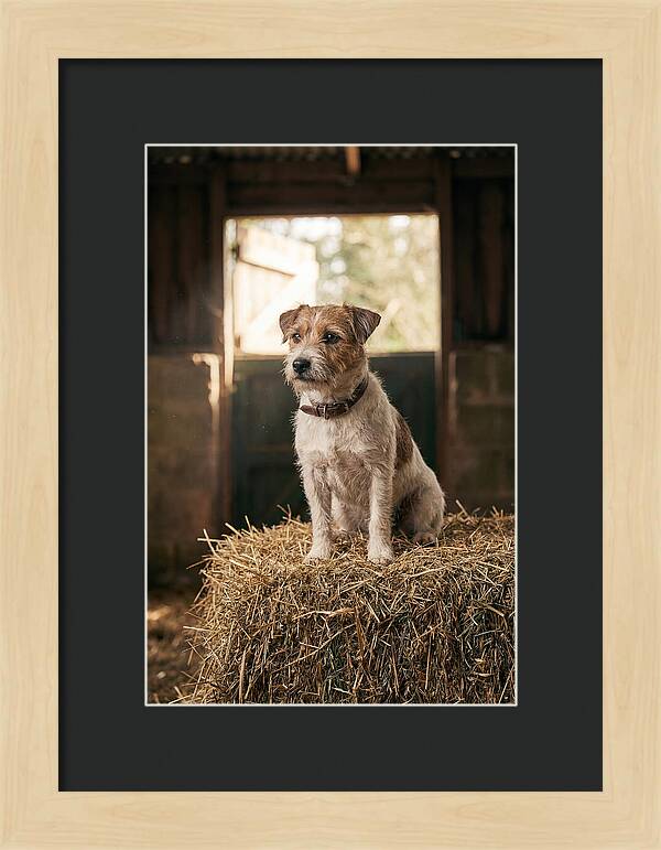 Jack Russell Terrier On Hay Bale