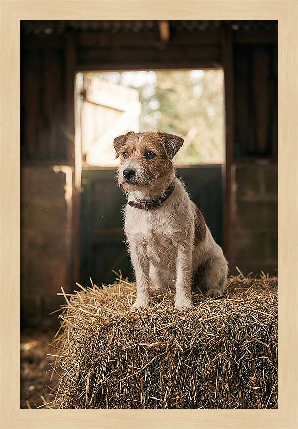 Jack Russell Terrier On Hay Bale
