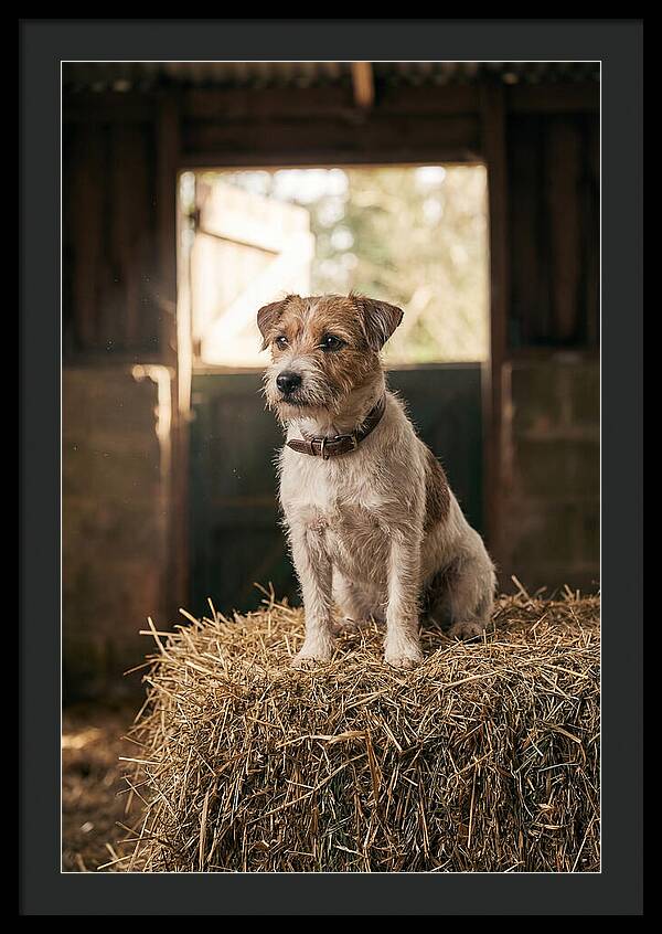 Jack Russell Terrier On Hay Bale