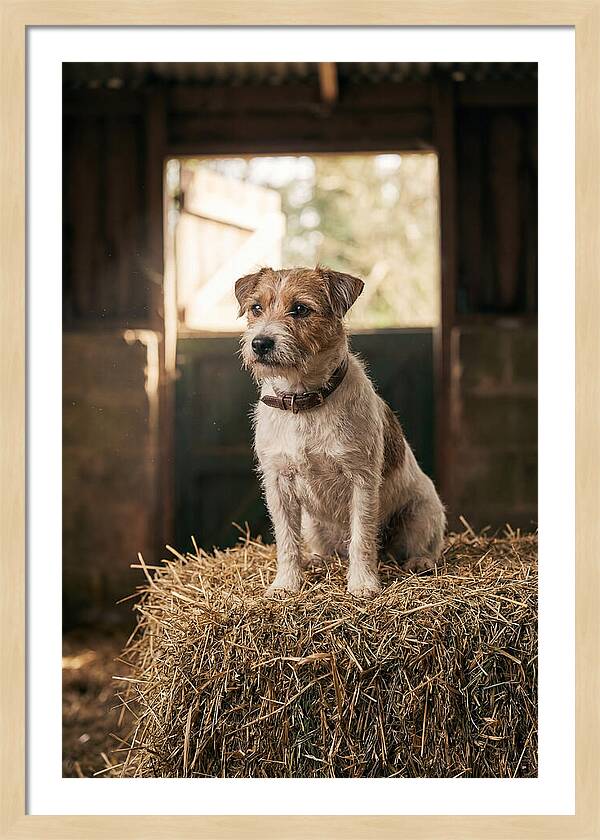 Jack Russell Terrier On Hay Bale