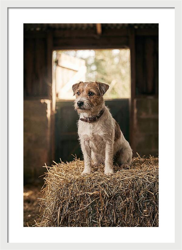 Jack Russell Terrier On Hay Bale