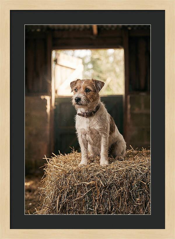 Jack Russell Terrier On Hay Bale